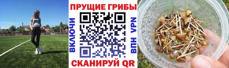 где купить наркотик  Казань  Псилоцибиновые грибы мухоморы 